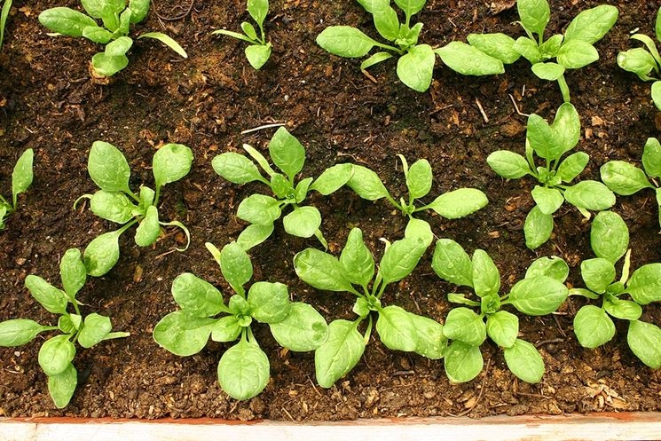 coltivare spinaci