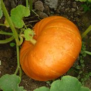 pianta di zucca