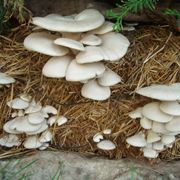 funghi coltivazione