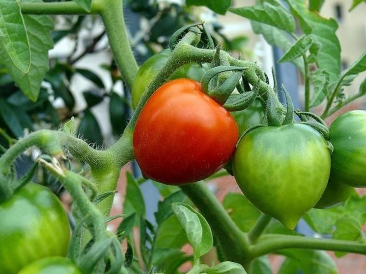 pianta di pomodoro con frutti