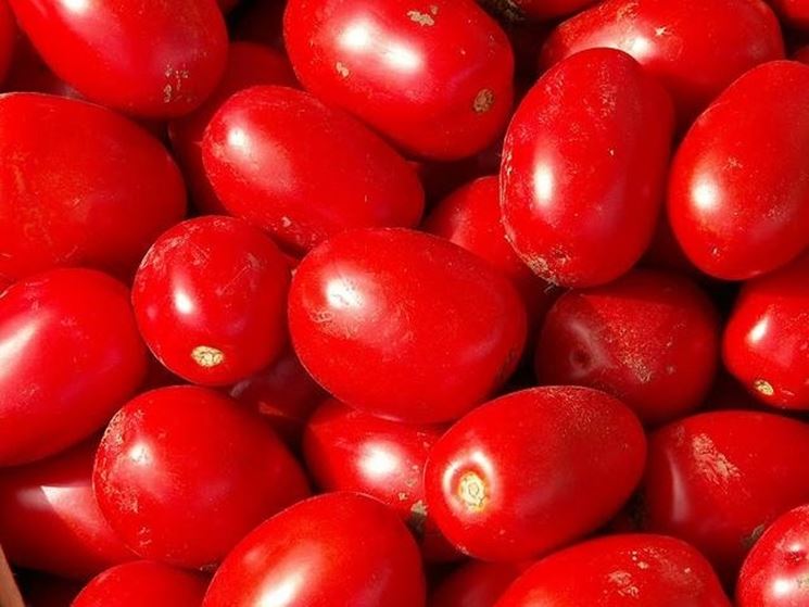 pomodori maturi