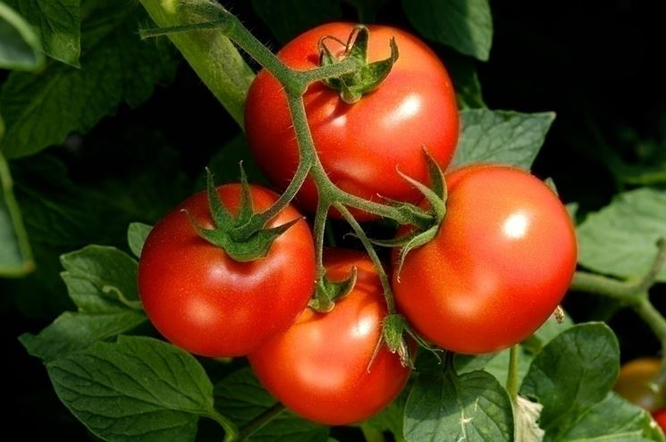 pomodori