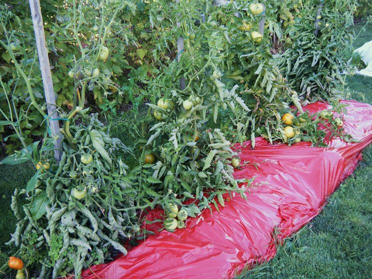 Pacciamatura pomodori