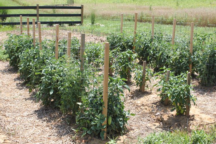 Pacciamatura pomodori