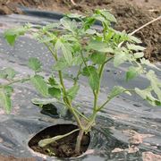 pacciamatura pomodori