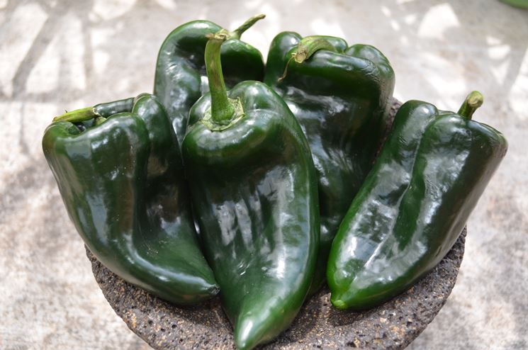 peperoncino poblano verde