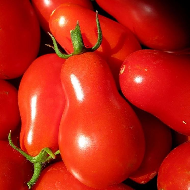 Pomodori maturi