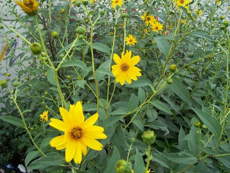 Fiori gialli del topinambur