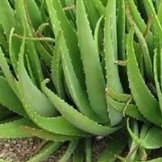 aloe