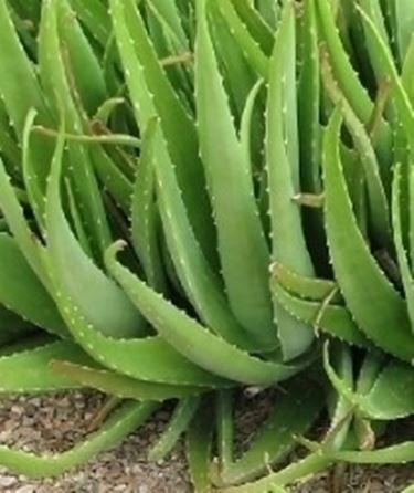 aloe