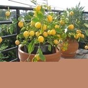 fiori di limone