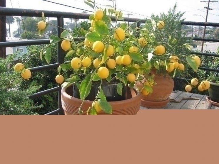 limone fiori