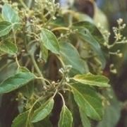 fiori avocado