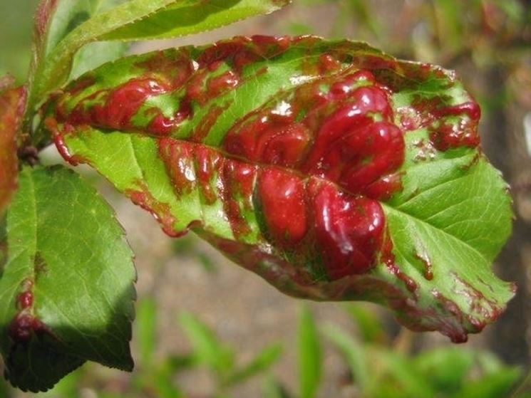 Sintomi bolla del pesco