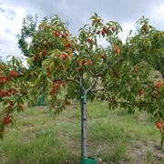 albero di pesco