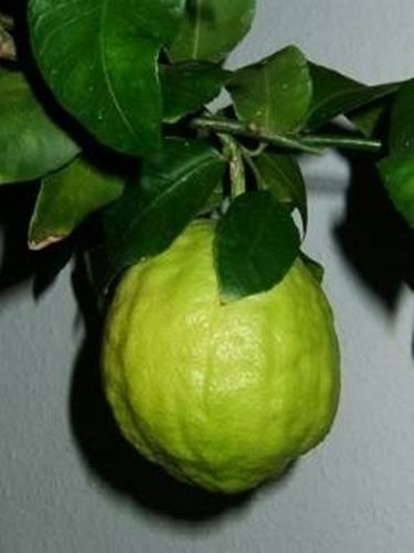 Cedro