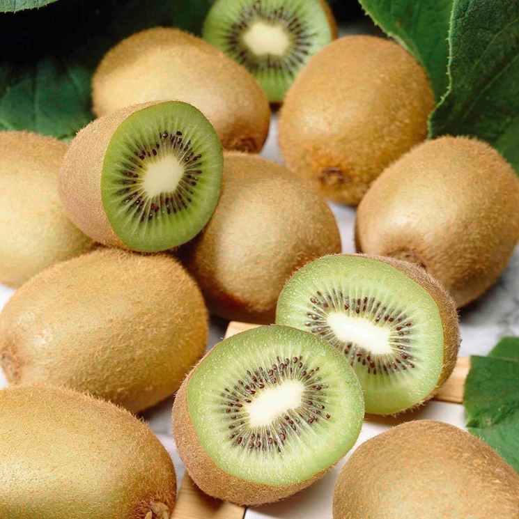 kiwi