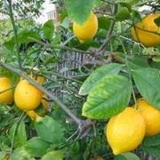 concime per limoni fatto in casa