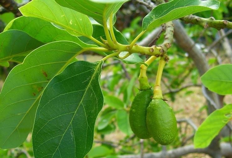avocado foglie