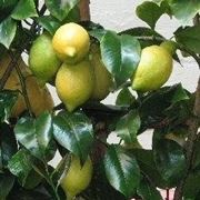 Limone