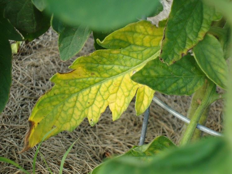 Foglie Di Pomodoro Arricciate Di Color Violetto Ai Bordi