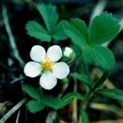 fiore di fragola