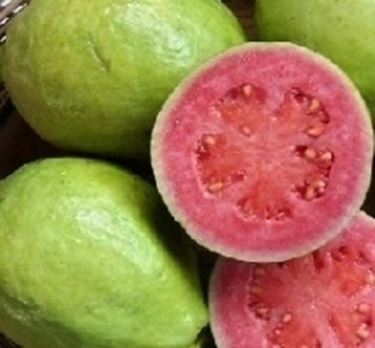 Frutto di guajava