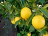 limone 