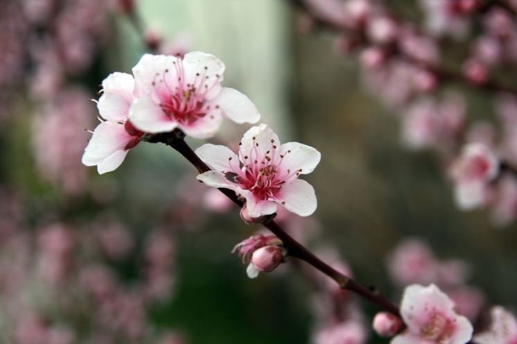 Fiori di pesco