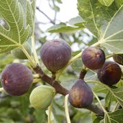 frutti di ficus carica