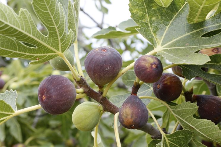 frutti di ficus carica