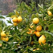 Limone