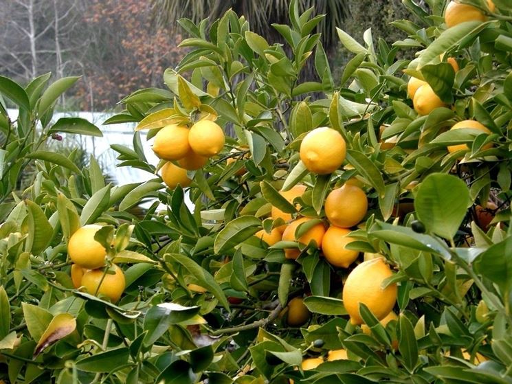 Limone