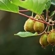 frutti di kiwi