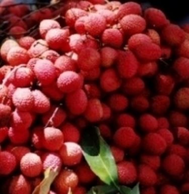 Litchi