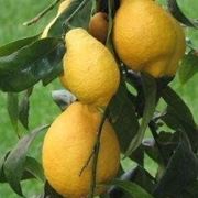 Limoni