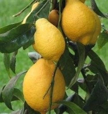 Limoni