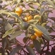 Limoni