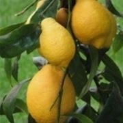 Limoni