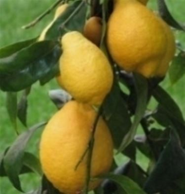 Limoni