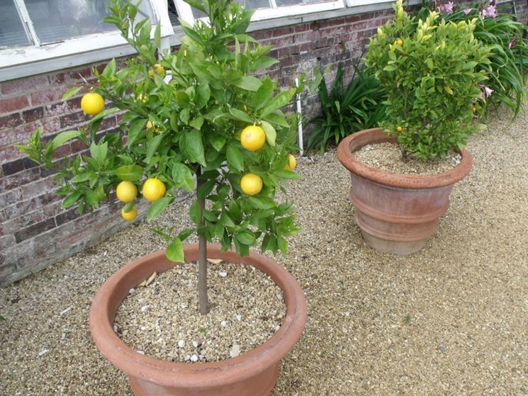 Risposta limone sul terrazzo