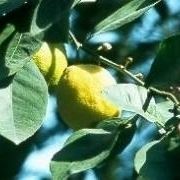 Limoni