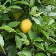 potatura limone in vaso