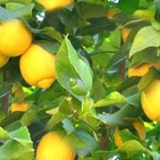 limoni