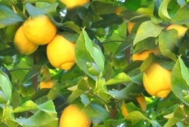 limoni