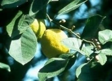 Limone