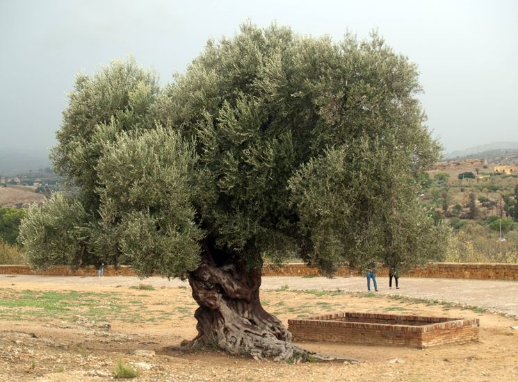 olivo