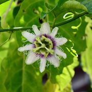 frutto passiflora