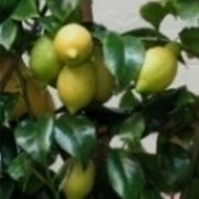 Limoni