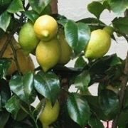 coltivare limoni a terra